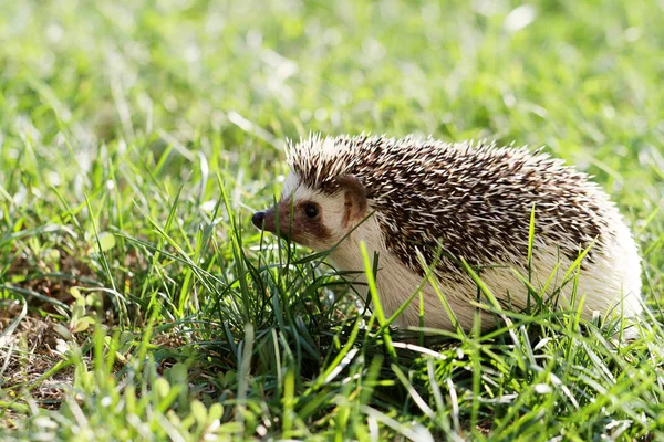 Hedgehog Green Lawn Backyard — Stock Photo, Image
