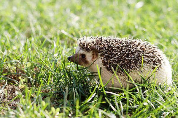 Hedgehog Green Lawn Backyard — Stock Photo, Image