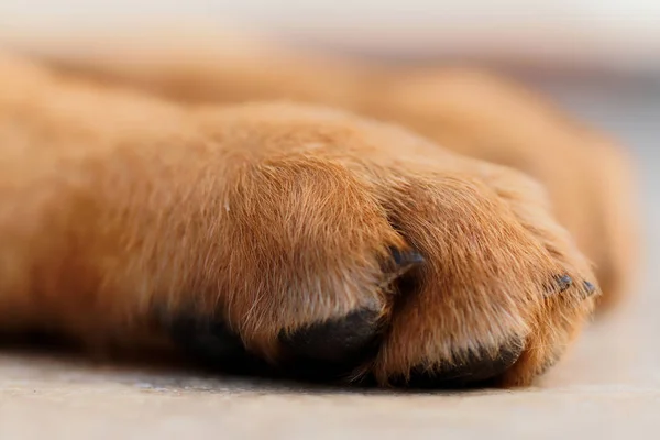 German shepherd dog\'s paw - close up photo