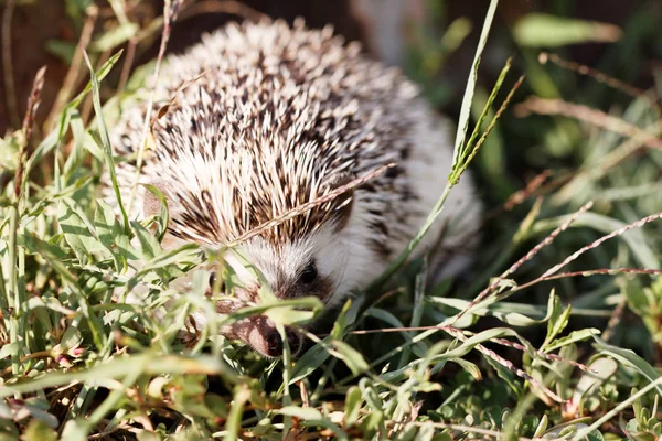 Hedgehog Green Lawn Backyard — Stock Photo, Image