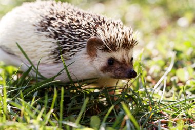 arka bahçede yeşil çim üzerinde kirpi