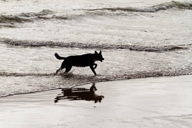 Sahilde - siluet fotoğraf oynayan köpek