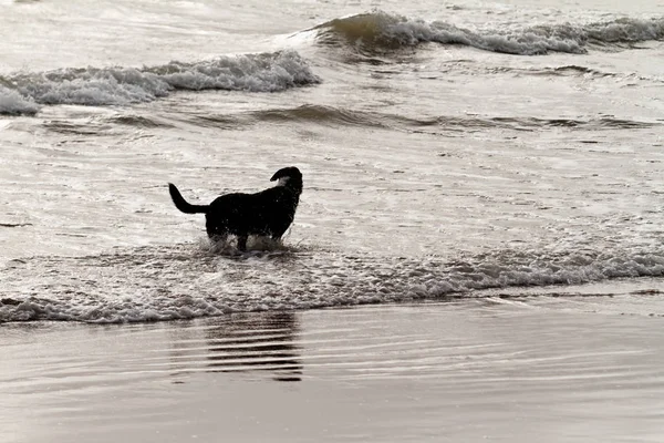 Playing Dog Beach Silhouette Photo — Stock Photo, Image