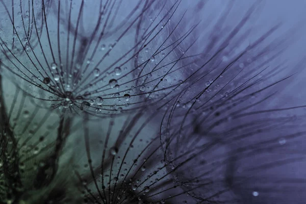 Абстрактне Макро Фото Насіння Кульбаби Краплями Води — стокове фото