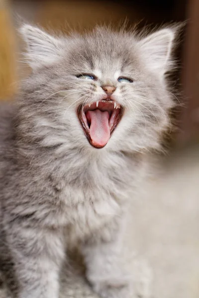 Gray little kitten yawns - cat photo Royalty Free Stock Images