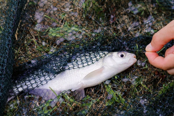 Прісноводні риби на зеленій траві . — стокове фото