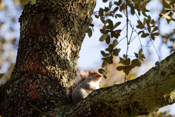 Écureuil sur un arbre en automne — Photo