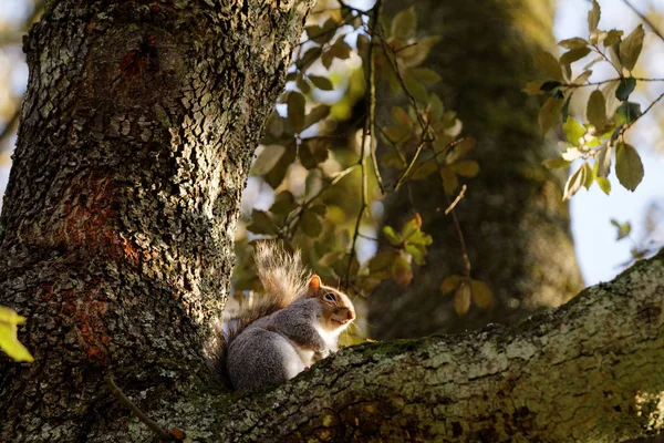 Orava puussa syksyllä — kuvapankkivalokuva