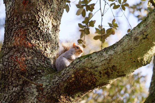 Ardilla en un árbol en otoño Fotos de stock libres de derechos