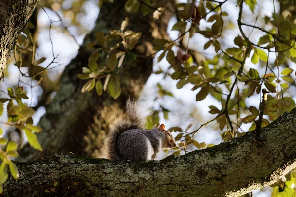 Écureuil sur un arbre en automne — Photo