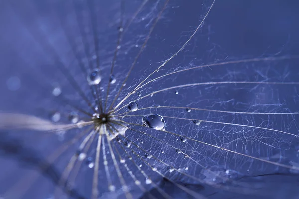 Dandelion seed with water drops — Stock Photo, Image