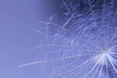 Karahindiba tohumu - makro fotoğraf
