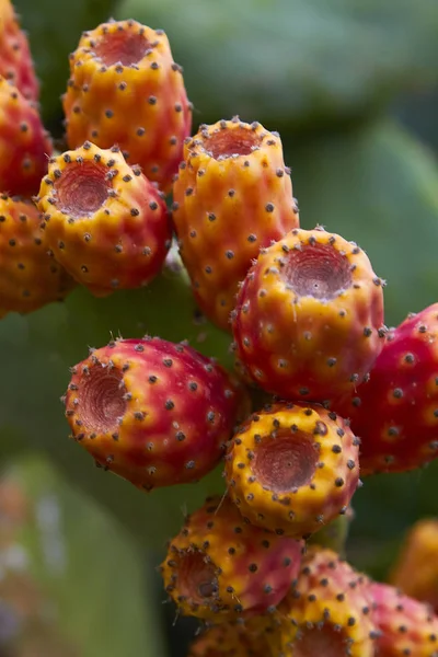 Kaktus med frukt-detalj foto — Stockfoto