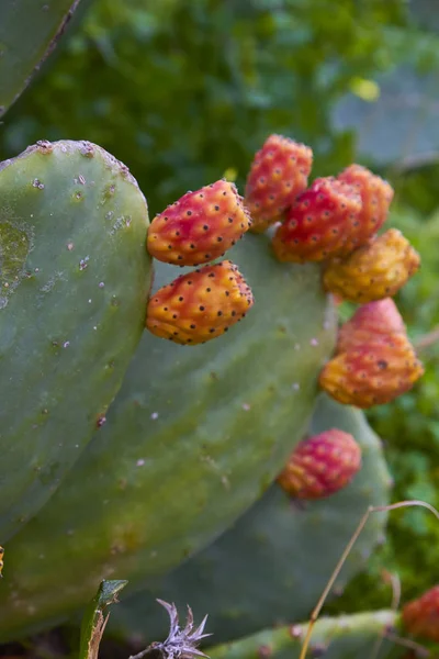 Cactus with fruit - detail photo — Stock Photo, Image