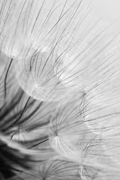 Foto macro abstrata de sementes de dente-de-leão Imagens Royalty-Free