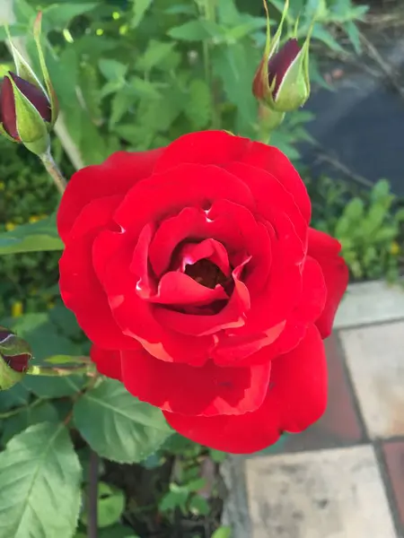 Rose Rouge Écarlate Macro Poussant Dans Jardin — Photo