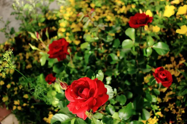 Çiçek Tarlasında Kırmızı Gül Çalısı — Stok fotoğraf