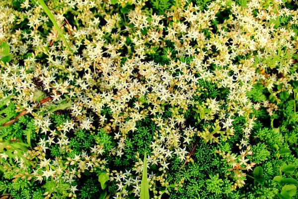 Sedum Albumblume Oder Weiße Steinpilze Garten Stockbild