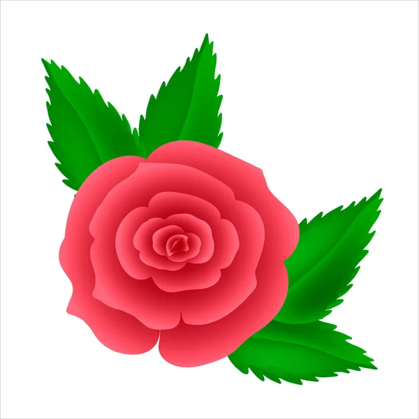 Scharlachrote Rose Mit Blättern — Stockvektor