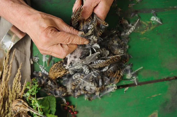 Wild hunting fowls in cooking. Two snipe or woodcock lie on metal dish. Wildfowl hunting.