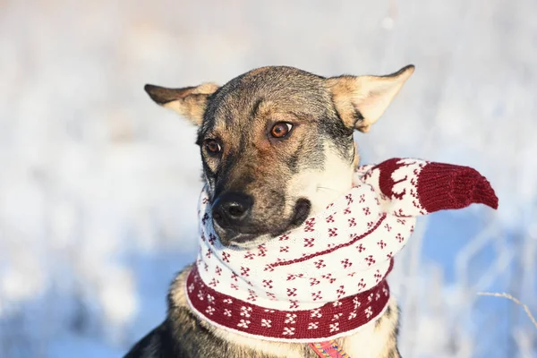 Portrait of dog with a knitted scarf tied around his neck.