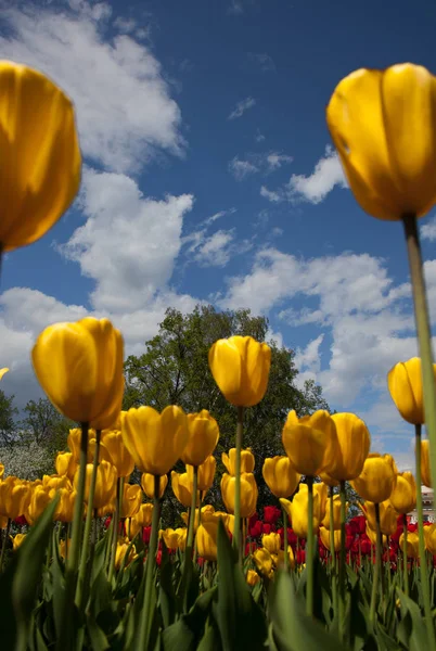 Colorful Tulips Blue Sky — Stock Photo, Image