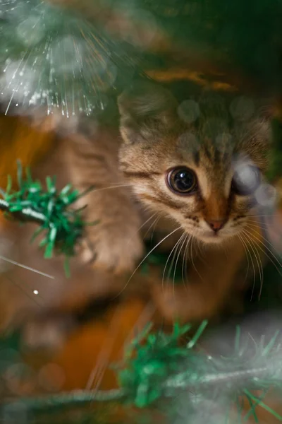 Picture Cat Climbing New Year Tree — Stock Photo, Image