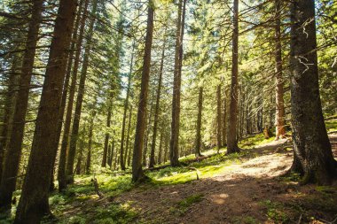 Yaz spire orman Karpat Dağları'nda