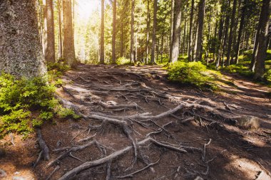 Yaz spire ormanda Karpat Dağları, kökleri