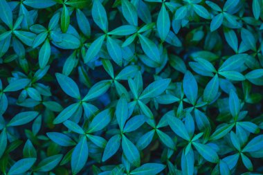 yaprakları salyangozu yeşil halı. Yeşil yaprakları arka plan.