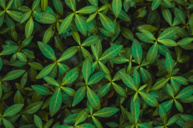 yaprakları salyangozu yeşil halı. Yeşil yaprakları arka plan.