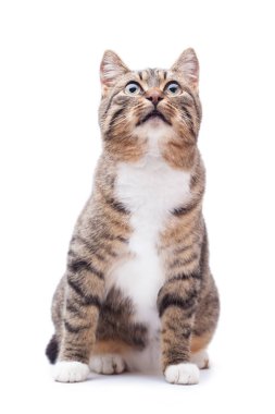 güzel kedi beyaz bir arka plan üzerinde izole