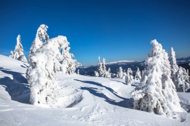keyifli kış manzarası kar bir Noel ağacı. kar-beyaz güzellik
