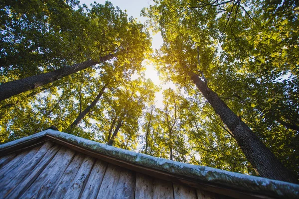 the roof of a wooden forest house, against the background of forest trees. Bottom view