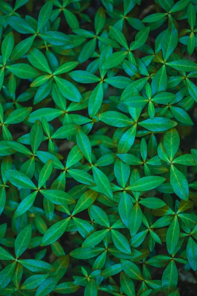 Green Carpet Leaves Periwinkle Green Leaves Background — Stock Photo, Image