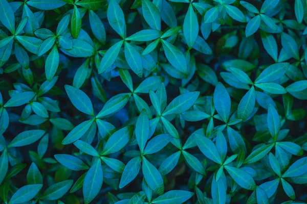 Green Carpet Leaves Periwinkle Green Leaves Background — Stock Photo, Image