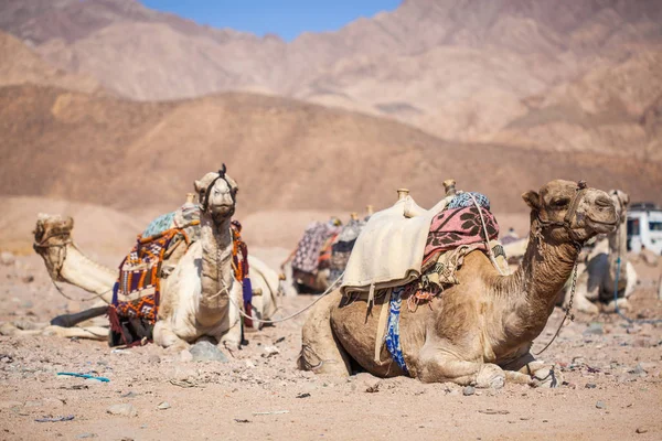 Camelos Descansando Dunas Areia Deserto Montanha — Fotografia de Stock