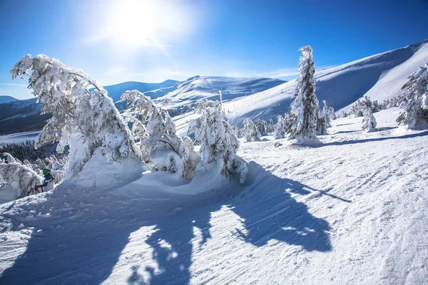 Paysage Hiver Délicieux Arbre Noël Dans Neige Beauté Blanc Neige — Photo