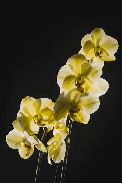 黄色胡蝶蘭蘭花黒の背景上に分離 — ストック写真