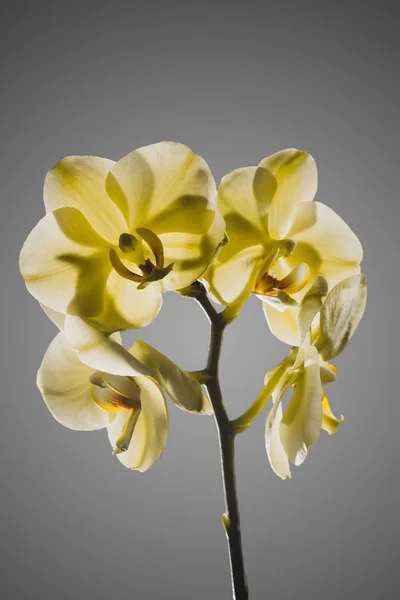 Fiore Giallo Del Orchid Phalaenopsis Isolato Sullo Sfondo Grigio — Foto Stock