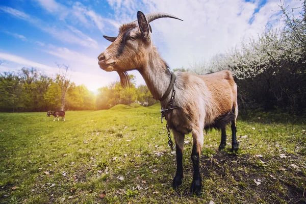 Gros Plan Chèvre Avec Bouquet Herbe Verte Luxuriante Sur Prairie — Photo