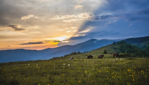 Hijau Padang Rumput Gunung Dengan Kuda Background Pegunungan Carpathian — Stok Foto