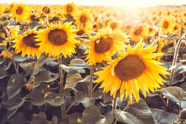 Мила Брюнетка Квітучому Соняшниковому Полі Сільське Щасливе Життя — стокове фото