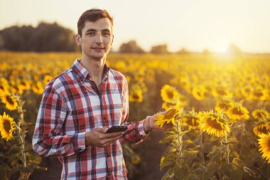 Ziraat Mühendisi için bir tablet ile bir rapor o na ayçiçeği tarım alanı yaz günbatımı üzerinde okuyun.