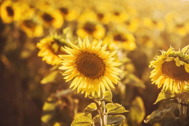 Gün batımında çiçek açması ayçiçeği tarlası. Güneş ışınları