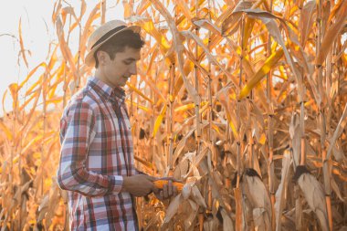 Genç bir Ziraat Mühendisi alanındaki Mısır mahsulünün kemâl denetler