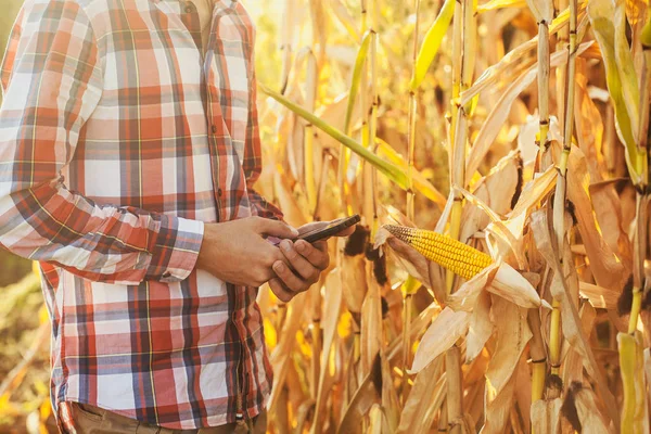 Agronom Använder Surfplatta För Läsa Rapport Jordbruk Fält Med Kopia — Stockfoto