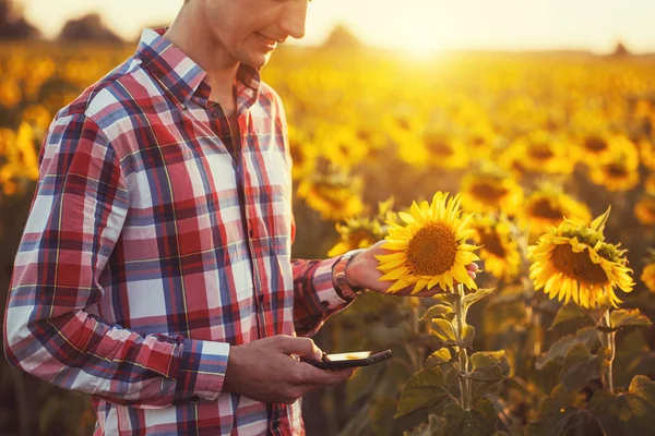 Agronomo Con Tavoletta Leggere Rapporto Campo Girasole Agricoltura Tramonto Estivo — Foto Stock