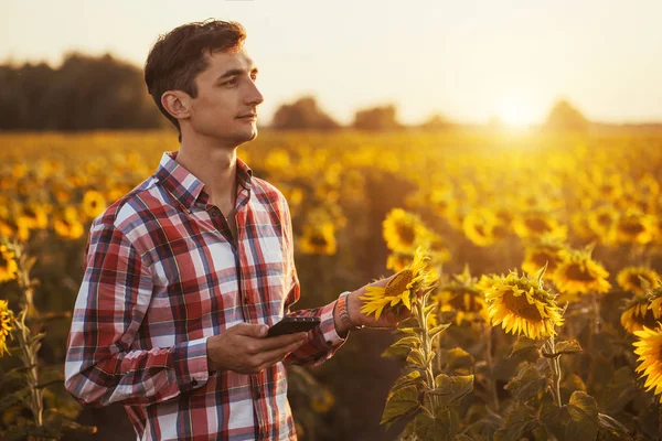 Agronomist with a tablet for read a report o na sunflower agriculture field on a summer sunset