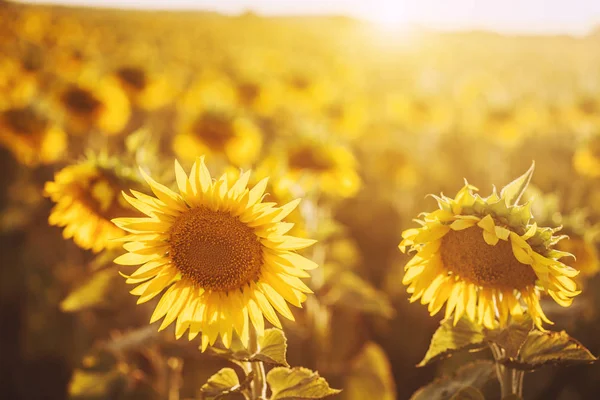 Champ Tournesols Fleurs Coucher Soleil Rayons Solaires — Photo